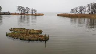 Проект LiveLagoons очищает воды Балтийского моря