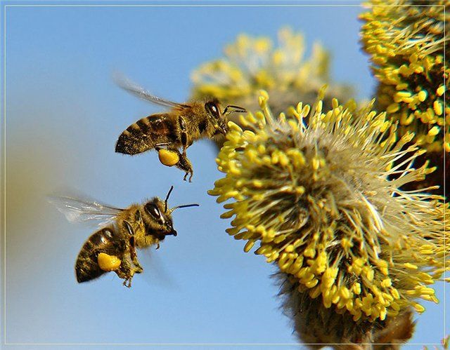 Пчелиная пыльца: полезные свойства и применение - Сельское хозяйство